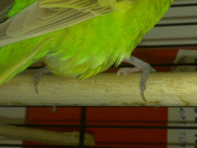 gonfiore sotto cloaca